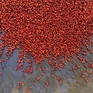 Tuang-Coffee-Coffee-Cherries-Sorting-1-300x300
