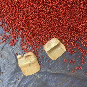 Tuang-Coffee-Coffee-Cherries-Sorting-3-300x300