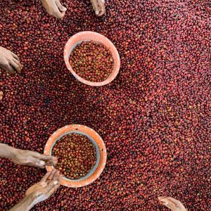 Tuang-Coffee-Coffee-Cherries-Sorting-5-300x300