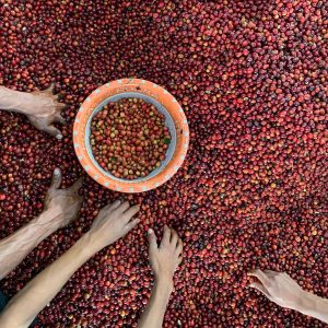 Tuang-Coffee-Coffee-Cherries-Sorting-6-300x300
