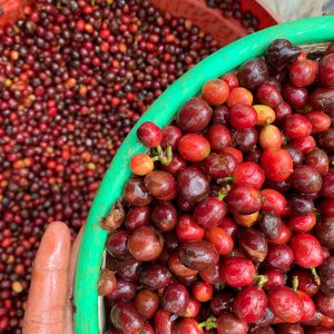 Tuang-Coffee-Coffee-Cherries-Sorting-8-300x300