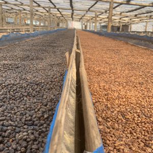 Tuang-Coffee-Coffee-Cherries-Sorting-Natural-and-Black-Honey-2-300x300
