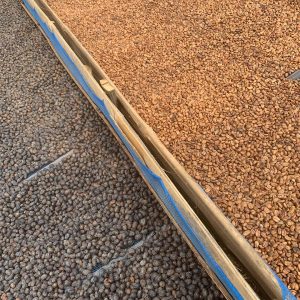 Tuang-Coffee-Coffee-Cherries-Sorting-Natural-and-Black-Honey1-300x300